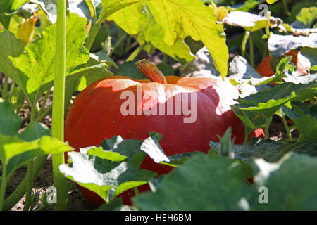 Orange Kürbis zwischen grünen Blättern und Pflanzen Stockfoto
