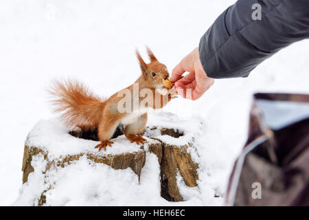 Eichhörnchen unter Haselnuss aus Menschenhand. Nahaufnahme Foto im Winter auf Schnee Hintergrund. Stockfoto