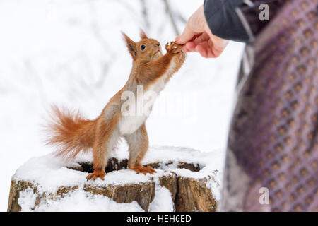 Eichhörnchen unter Haselnuss aus Menschenhand. Nahaufnahme Foto im Winter auf Schnee Hintergrund. Stockfoto