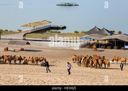 Touristen und Kamele auf Sand Lake, Shizuishan, Ningxia, China Stockfoto