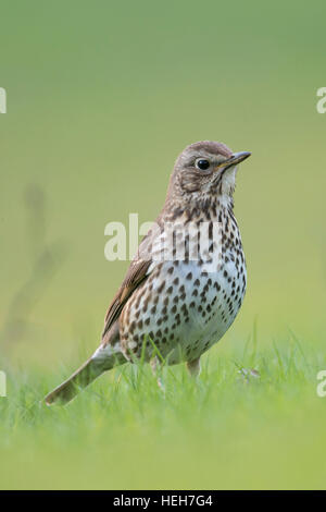 Singdrossel (Turdus Philomelos) in seiner Zucht Kleid, sitzt auf dem Boden, Rasen, beobachten, niedrige Sicht. Stockfoto