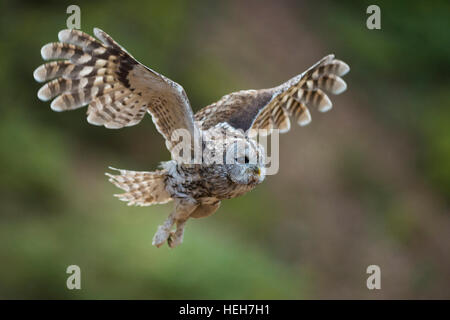 Waldkauz / Waldkauz (Strix Aluco) im Flug, fliegen, schlagen seiner Flügel, detaillierte Seitenansicht Hintergrund reinigen. Stockfoto