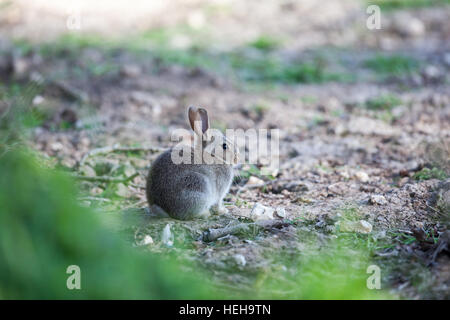 Kaninchen (Oryctolagus Cuniculus). Jungtier im Herbst gesät Getreide-Feld. Ingham. Norfolk. Stockfoto