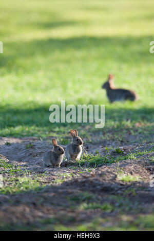 Kaninchen (Oryctolagus Cuniculus). Junge Geschwister Tiere in einem Herbst gesäte Getreide-Feld. Erwachsenen Doe (dam) hinter. Ingham. Norfolk. VEREINIGTES KÖNIGREICH. Stockfoto