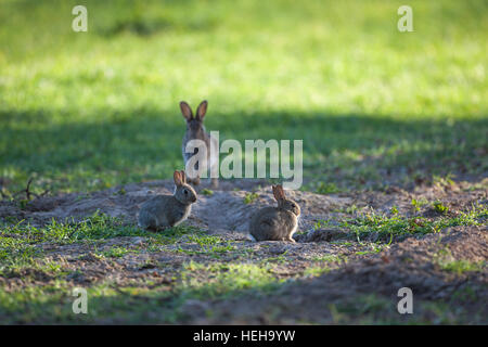 Europäischen Kaninchen (Oryctolagus Cuniculus). Doe Wiedereinstieg in den Graben und zwei Geschwister junge nest. Ackerland Getreide-Feld. Norfolk. VEREINIGTES KÖNIGREICH. Stockfoto