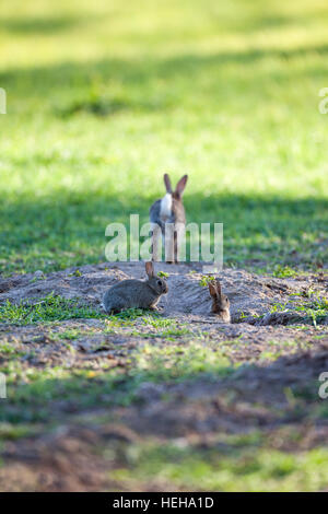 Europäischen Kaninchen (Oryctolagus Cuniculus). Entstehende Nest Burrow, in einem landwirtschaftlichen Getreide-Feld. Norfolk. Vereinigtes Königreich. Stockfoto