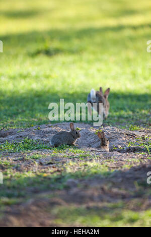 Europäischen Kaninchen (Oryctolagus Cuniculus). Entstehende Verschachtelung Burrow, in einem Feld Getreide. Norfolk. VEREINIGTES KÖNIGREICH. Stockfoto