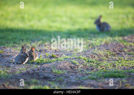 Europäischen Kaninchen (Oryctolagus Cuniculus). Drei entwöhnt jung, entspannt draußen Nest Bau am Rande eines Feldes vor kurzem gekeimte Getreide. Stockfoto