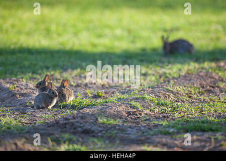 Europäischen Kaninchen (Oryctolagus Cuniculus). Drei Geschwister entwöhnt junge außerhalb Nest Burrow, und dam oder Mutter oben rechts. Ackerland Getreide gesäten Feld. Norfo Stockfoto