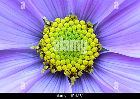 Garten Kosmos oder mexikanische Aster Blume Stockfoto
