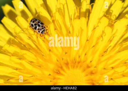 Marienkäfer, Marienkäfer auf Huflattich Blume Stockfoto
