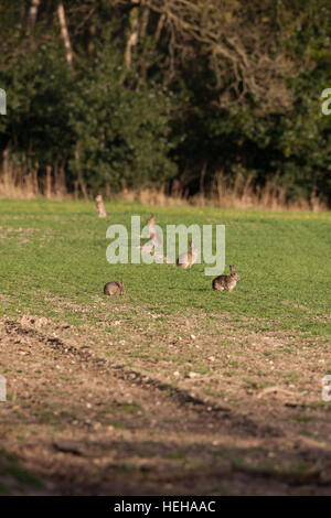 Europäischen Kaninchen (Oryctolagus Cuniculus). Alarmiert, um mögliche Gefahren während Weiden auf Getreide. Beachten Sie über Weiden in foregroun Stockfoto