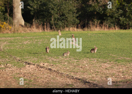 Europäischen Kaninchen (Oryctolagus Cuniculus). In einem vor kurzem gesät und keimenden Getreideart, aus Höhlen im angrenzenden Wald. Stockfoto