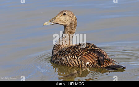 Gemeinsamen Eiderenten (Somateria Mollissima) Stockfoto