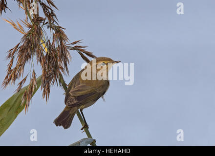 Gemeine Chiffchaff, Phylloscopus collybita, oben auf dem Schilfstiel sitzend, mit Sämchenkopf Stockfoto