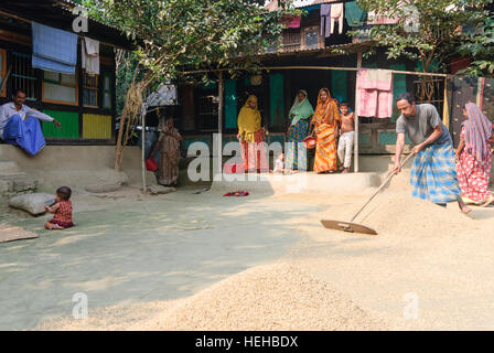 Madhabpasa: Haus im Dorf; Man breitet sich Reis, trocken, Barisal Division, Bangladesch Stockfoto