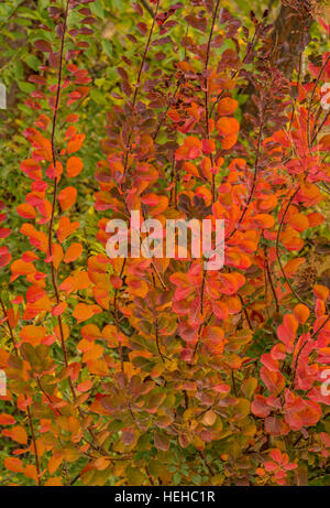 Herbstfarben von Rauch Baum Blätter im Herbst, Idaho, USA Stockfoto