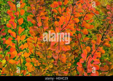 Herbstfarben von SmokeTree Blätter im Herbst, Idaho, USA Stockfoto