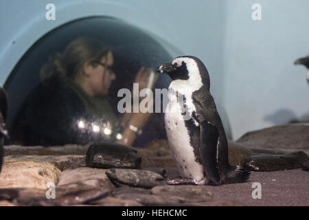 Monterey Bay Aquarium, Kalifornien, USA, Vereinigte Staaten von Amerika, Stockfoto