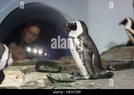 Monterey Bay Aquarium, Kalifornien, USA, Vereinigte Staaten von Amerika, Stockfoto