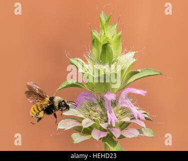 Hummel mit Pollen in den Zügen während des Fluges zu einer Zitrone Minze Pflanze. Stockfoto