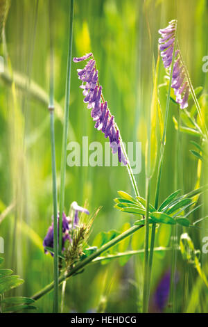 Getuftet,-Kuh oder Vogel-Wicke (Vicia Cracca) wächst im Getreidefeld Stockfoto