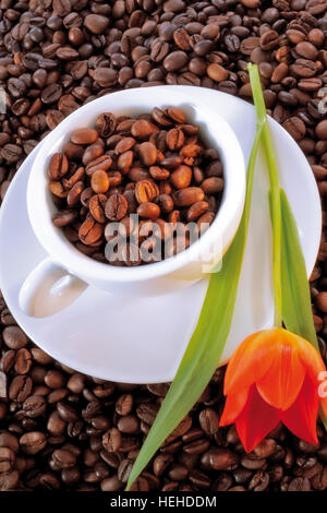 Tasse und Untertasse gefüllt mit Kaffeebohnen platziert auf einem Bett aus Kaffeebohnen und garniert mit einer roten Tulpe Stockfoto