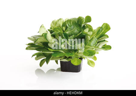 Feldsalat, Feldsalat oder Feldsalat (Valerianella Locusta) wächst in einem kleinen schwarzen Plastiktopf Stockfoto