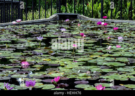 Seerosen und Pads in der International Waterlily Collection in San Angelo, Texas-Hosting-das Lebenswerk von Ken Landon Stockfoto