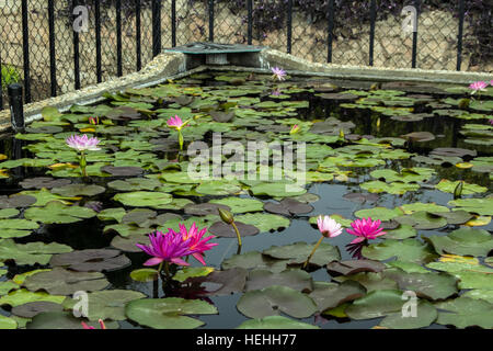 Seerosen und Pads in der International Waterlily Collection in San Angelo, Texas-Hosting-das Lebenswerk von Ken Landon Stockfoto