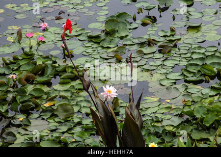 Seerosen und Pads in der International Waterlily Collection in San Angelo, Texas-Hosting-das Lebenswerk von Ken Landon. Stockfoto