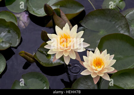 Seerosen und Pads in der International Waterlily Collection in San Angelo, Texas-Hosting-das Lebenswerk von Ken Landon. Stockfoto