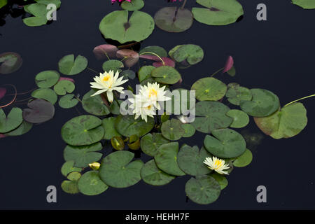 Seerosen und Pads in der International Waterlily Collection in San Angelo, Texas-Hosting-das Lebenswerk von Ken Landon. Stockfoto