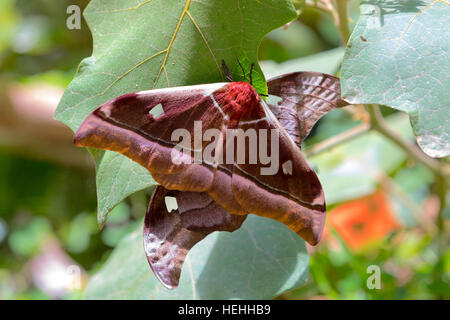 Seltene Gonimbrasia, wahrscheinlich Belina Arten von Kaiser-Motte, großer Schmetterling im Masoala Nationalpark. Tamatave Madagaskar Natur und Wildnis. Gonimb Stockfoto
