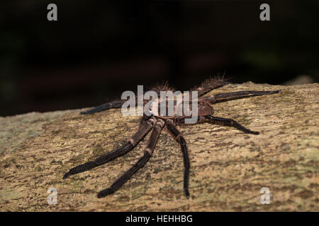 großen Huntsman Spinne auf Baumstamm. Huntsman Spinne ist Mitglieder der Familie Sparassidae (ehemals Heteropodidae. Masoala Nationalpark, Toamasina prov Stockfoto