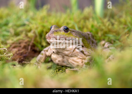 Seefrosch; Außer Ridibundus einzelne UK Stockfoto