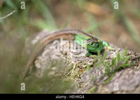 Zauneidechse; Lacerta Agilis einzigen männlichen Hampshire; UK Stockfoto