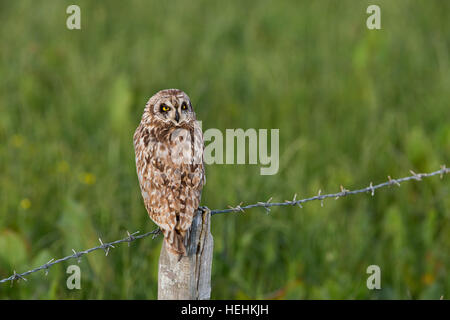 Kurze Eared Eule; ASIO Flammeus auf Post Orkney Single; Schottland; UK Stockfoto