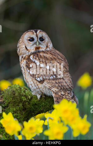 Waldkauz; Strix Aluco Single mit Narzissen Cornwall; UK Stockfoto