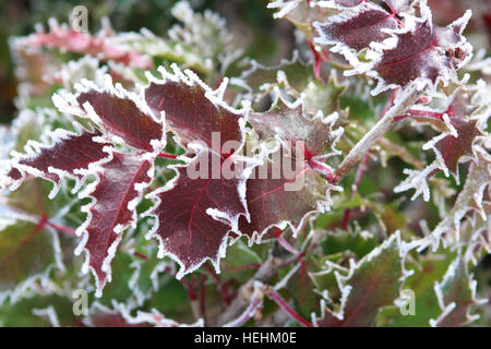 Red Mahonie Blätter gefärbt mit Frost Stockfoto