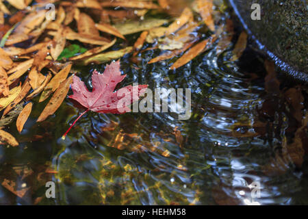 Rotes Ahornblatt in das Teichwasser mit Wasserwellen und Wellen mit Himmel Reflexion. Stockfoto