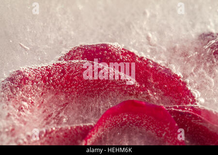 gefrorene Flora - leuchtend rote Rose in einem Eisblock eingefroren Stockfoto