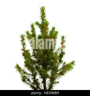 Kleinen Nadelbaum Weihnachtsbaum isoliert Stockfoto