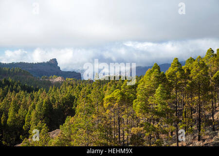 Zentralen Gran Canaria, geschützte Landschaft der Roque Nublo Stockfoto