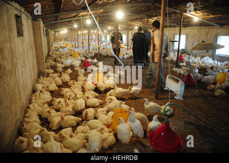 US-Soldaten von Bravo Company, 1. Bataillon, 35. Infanterie-Regiment, 2nd Brigade Combat Team, 1. US-Panzerdivision und Mitglieder des US-Department of Agriculture, besuchen Ra'ad Humadi Abed Hühnerfarm, um sicherzustellen, dass alles reibungslos, in Zambraniyah, Irak, 2. März 2009 läuft.  (US Armee-Foto von Sgt. Kani Ronningen/freigegeben) Hühnerfarm im Irak Stockfoto