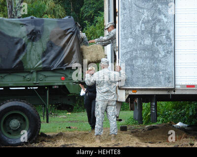 Soldaten der Florida National Guard des 2. Bataillons, 124. Infanterieregiments, unterstützen die Bewohner von Osteen, Florida, indem sie Heu zurückholen, um Tiere zu füttern, die von Überschwemmungen gestrandet sind. Stockfoto