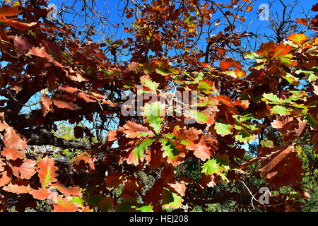Daimyo Eichenlaub Farbwechsel im Herbst Los Winkel County Arboretum und Botanischer Garten Stockfoto