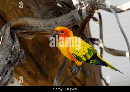 Sun Conure, schöne gelbe Papagei Vogel auf dem Ast Stockfoto