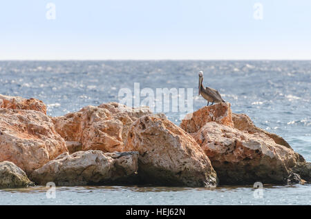 Pelikan auf einem Felsen in der Karibik. Meer von Curacao als Hintergrund Stockfoto