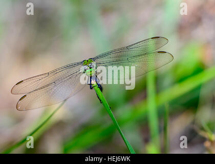 Östliche Pondhawk Libelle (Erythemis Simplicicollis) Stockfoto